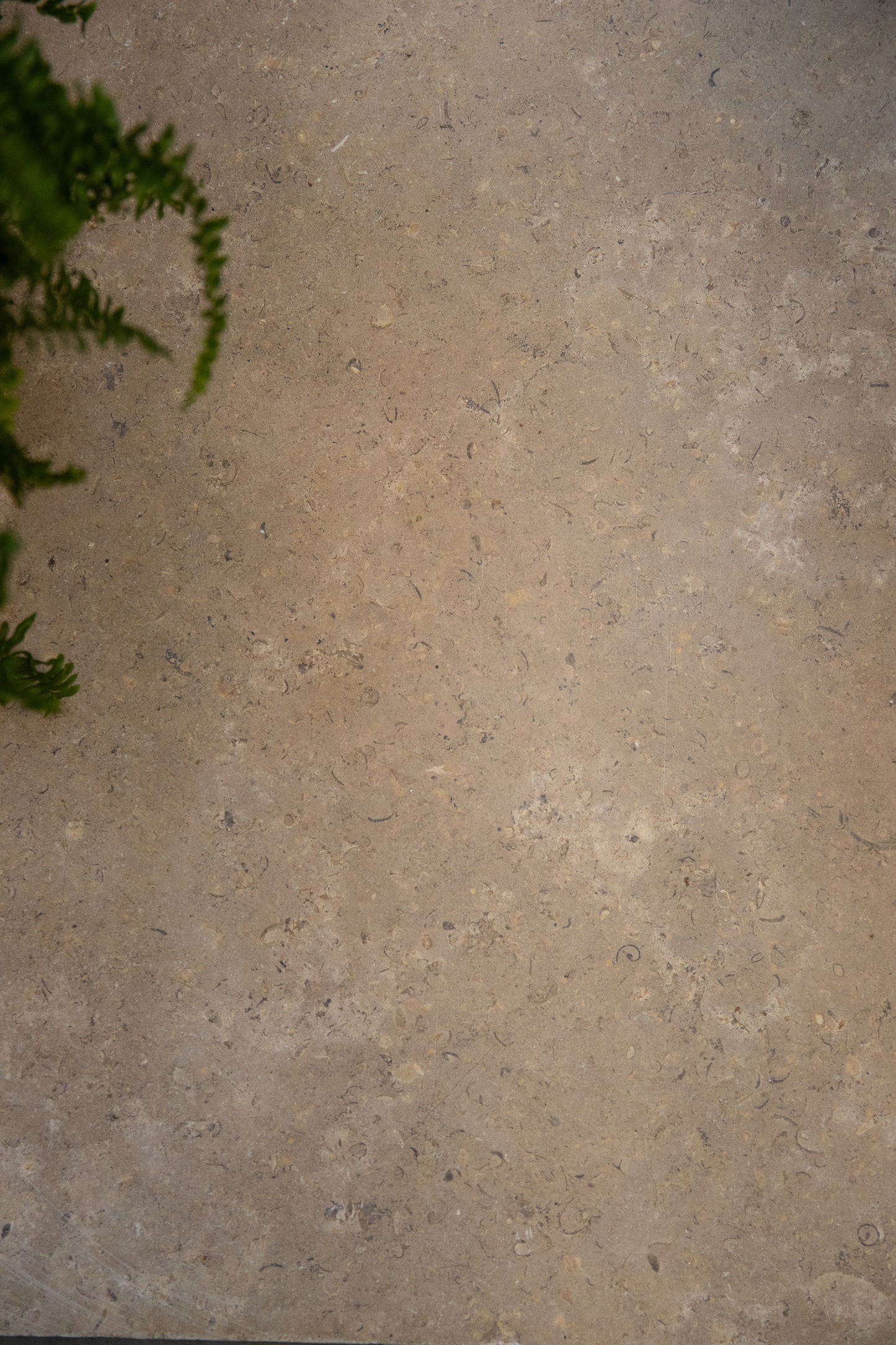 Selborne Limestone Tumbled Finish