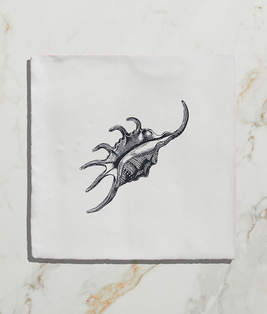 Load image into Gallery viewer, St Ives Ceramic Spider Conch
